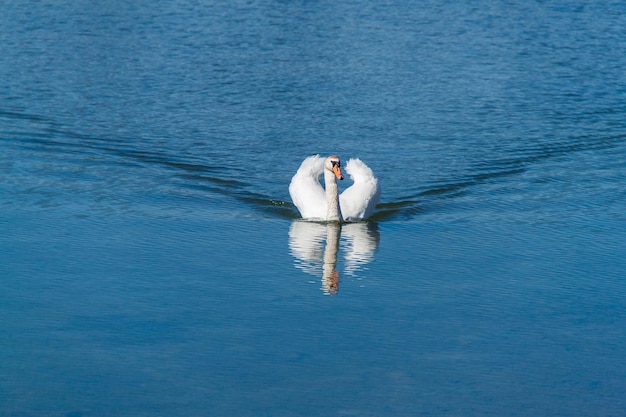 Cygne blanc sur l'eau bleue