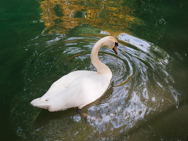 Cygne blanc sur l'étang de l'arboretum