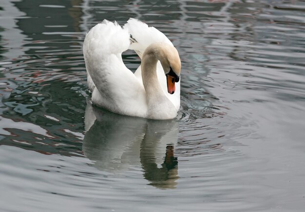 Cygne blanc flottant sur le lac