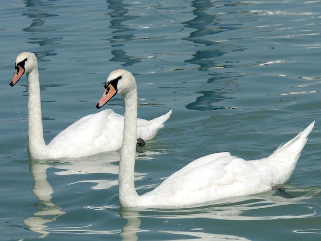 cygne blanc flottant sur la rivière