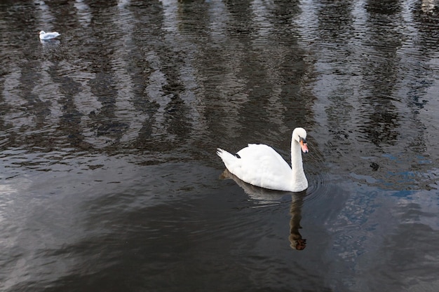 Photo cygne blanc flotte sur binnenalster à hambourg