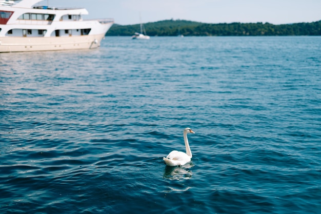 Photo un cygne blanc flotte sur l'eau de mer bleue