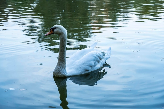 Le cygne blanc flotte sur l'eau