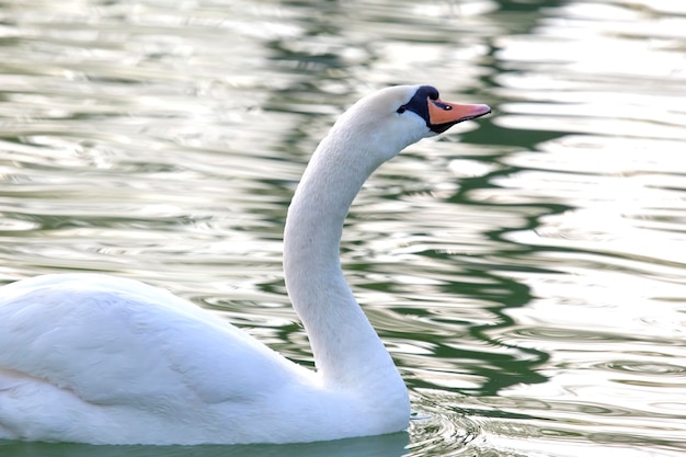 Cygne blanc gracieux flottant sur l'étang Animaux à plumes Oiseaux