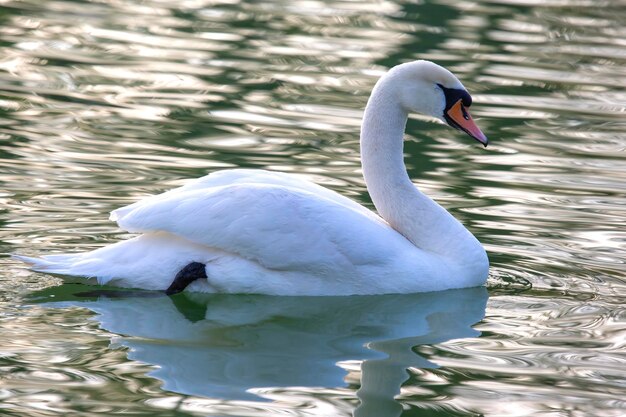 Cygne blanc gracieux flottant sur l'étang Animaux à plumes Oiseaux