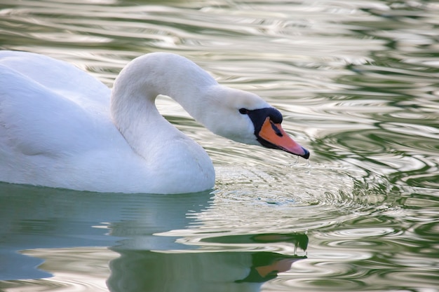 Cygne blanc gracieux flottant sur l'étang