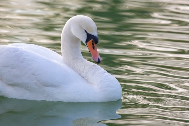 Cygne blanc gracieux flottant sur l'étang