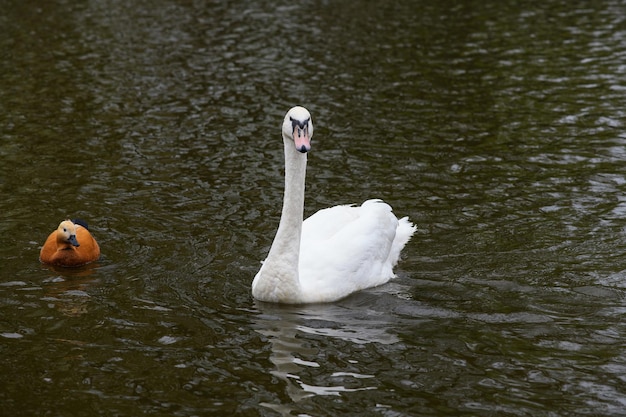 Cygne blanc gracieux nageant dans le lac cygnes à l'état sauvage