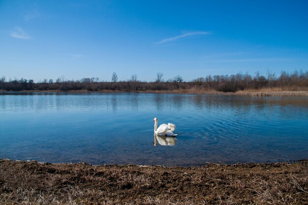 Cygne blanc sur un lac bleu