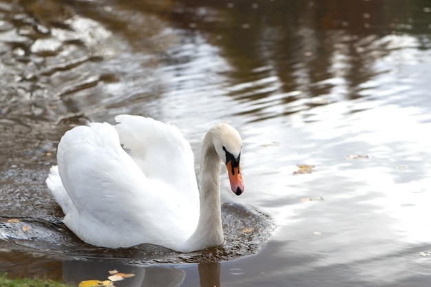 Cygne blanc sur le lac Cygne sur l'eau Cygne tuberculé