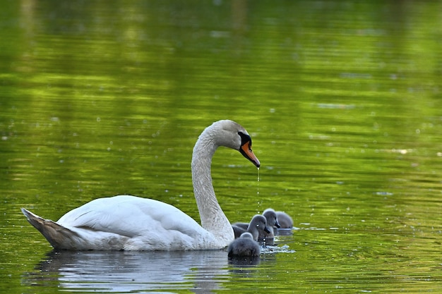 Cygne blanc sur le lac