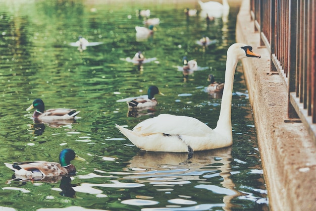 Un cygne blanc avec un long cou et un bec rouge flotte sur l'eau