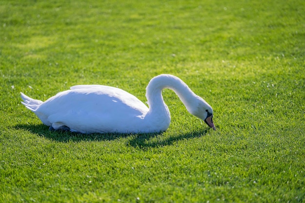 Cygne blanc mangeant de l'herbe verte sur une pelouse à la journée ensoleillée se bouchent