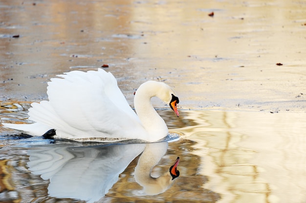 Cygne blanc nage dans l'étang d'automne