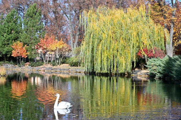 Le cygne blanc nage dans un étang pittoresque