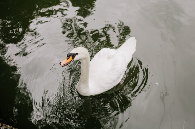 Un cygne blanc nage dans le lac en été. Vue de dessus