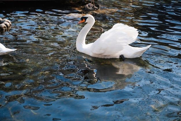 Le cygne blanc nage sur l'eau dans le lac