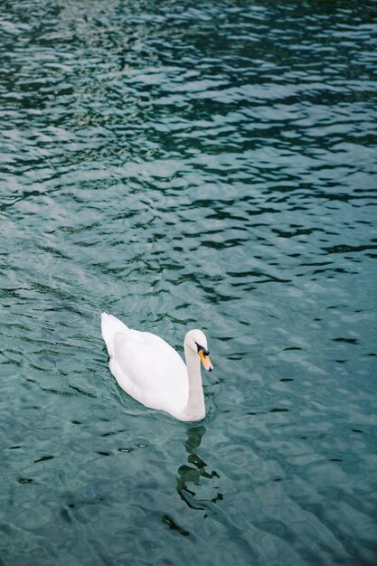 Le cygne blanc nage sur un lac profond et clair