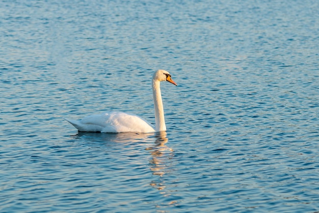 Le cygne blanc nage sur le lac