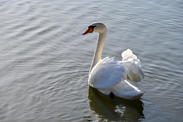 Le cygne blanc nage lentement sur le lac