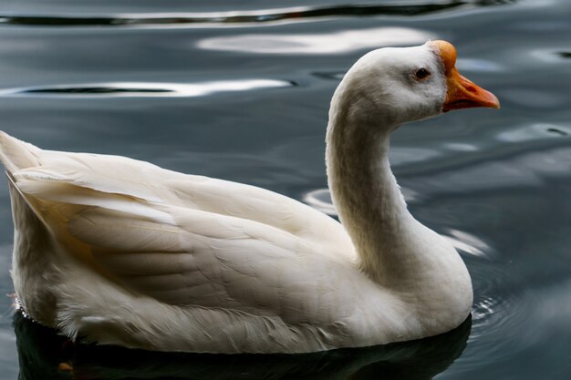 Cygne blanc nageant dans des eaux calmes et cristallines