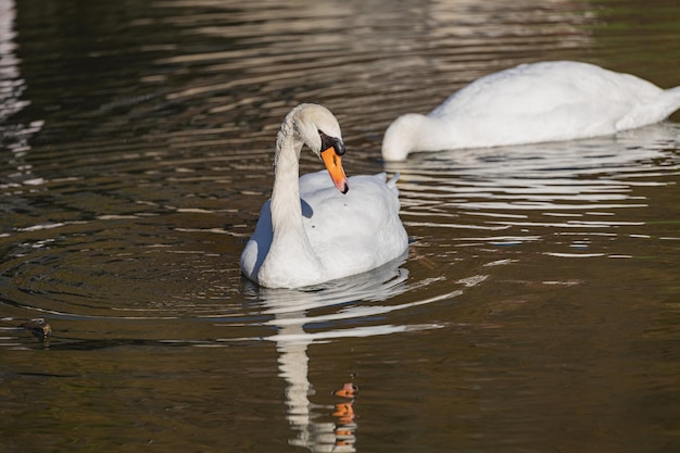 Un cygne blanc nageant dans l'étang