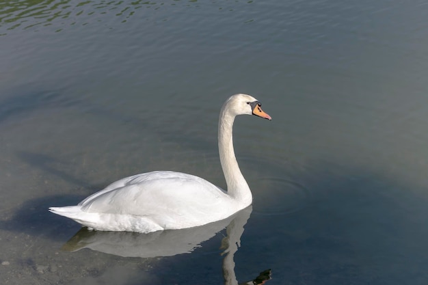 Le cygne blanc nageant dans le lac en gros plan un jour d'hiver