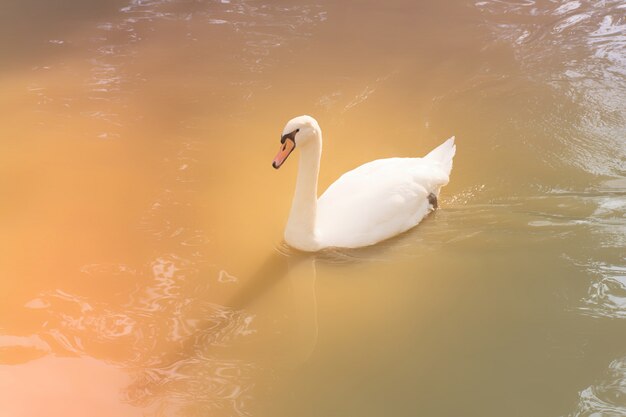 Cygne blanc nageant dans le lac