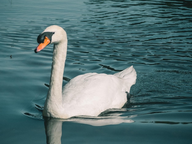 Un cygne blanc nageant sur l'eau