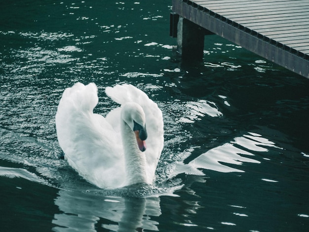 Un cygne blanc nageant sur l'eau