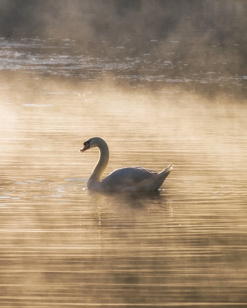 Cygne blanc sur le réservoir de brouillard