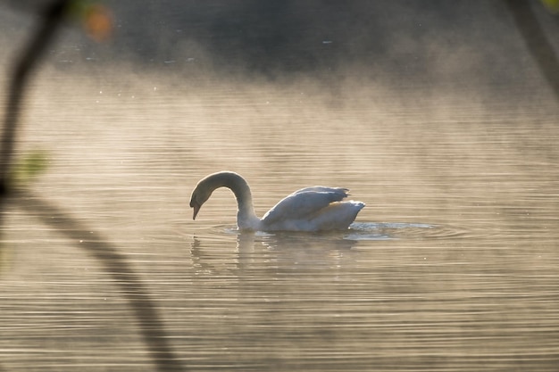 Cygne blanc sur le réservoir de brouillard