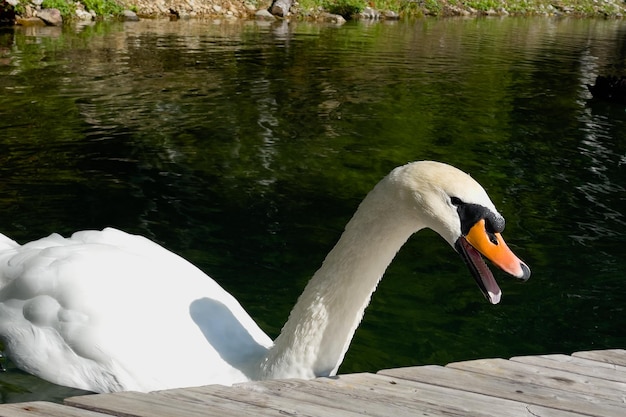 Le cygne blanc ricane en gros plan