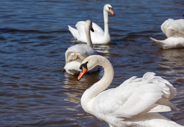 cygne blanc