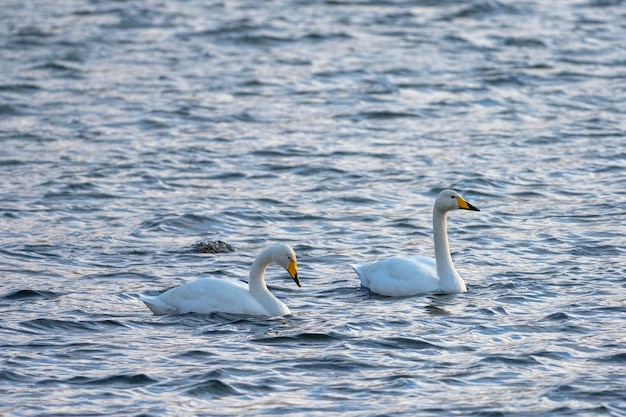 Cygne chanteur ou cygne commun (Cygnus cygnus) Stockholm, Suède