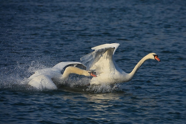 Cygne chassant un autre cygne sur l'eau bleue