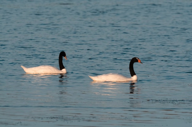 Cygne à cou noir nager dans un lagon La Pampa Province Patagonie Argentine