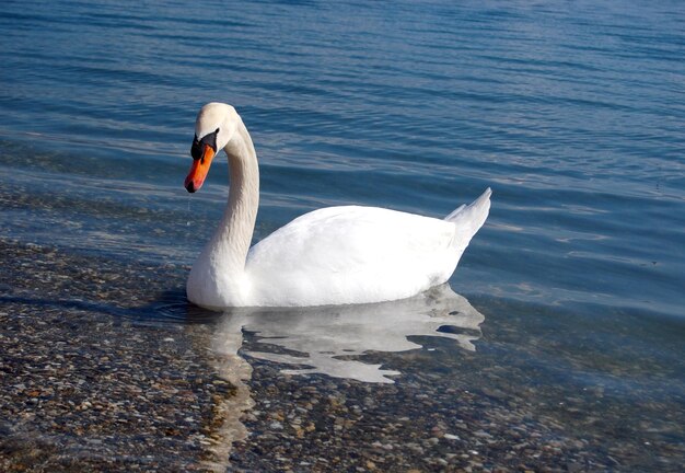 Le cygne dans un lac Ohrid Macédoine