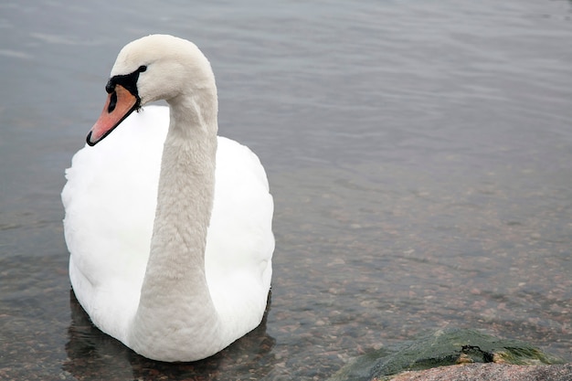 Cygne dans le lac