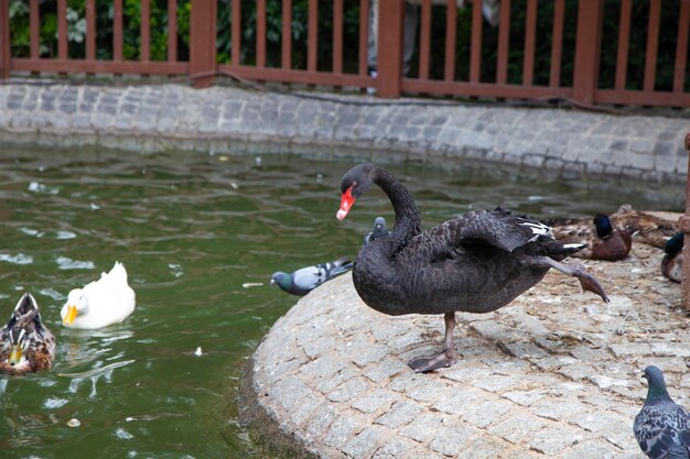 Le cygne dans le parc Kugulu - Ankara, Turquie