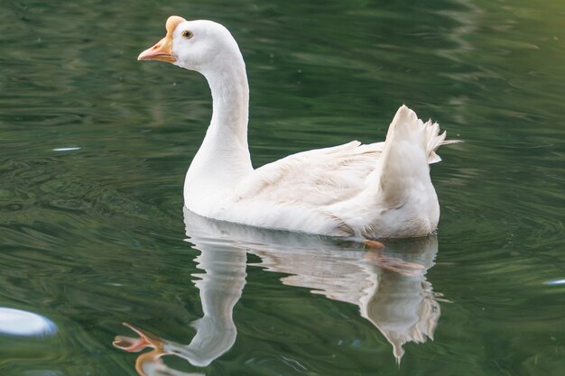 Cygne sur l'eau du lac bleu en journée ensoleillée, cygnes sur l'étang, série nature