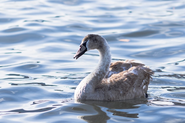 Cygne sur l&#39;eau du lac bleu