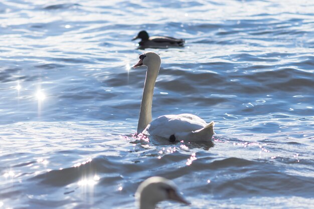 Cygne sur l&#39;eau du lac bleu