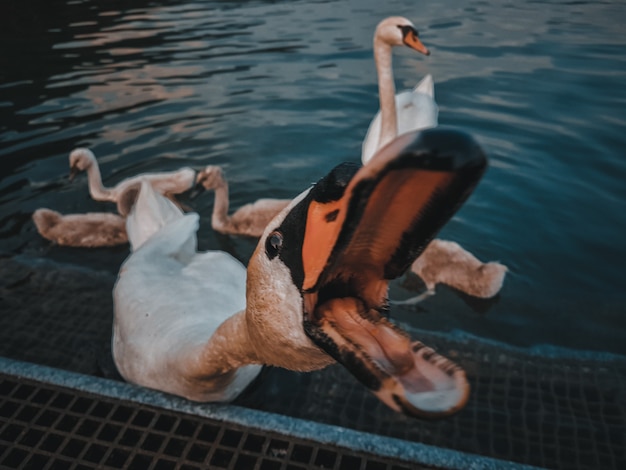 Cygne avec des enfants sur le lac d'iseo