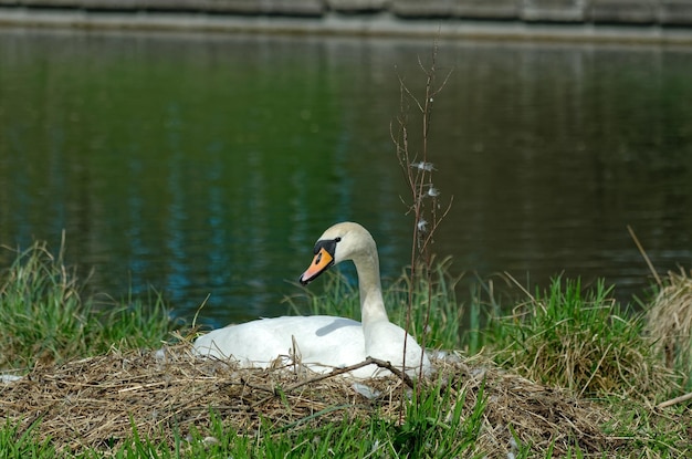 Un cygne est assis sur un nid à côté d'un plan d'eau.