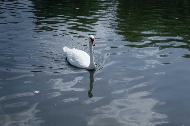 Cygne flottant sur l'étang