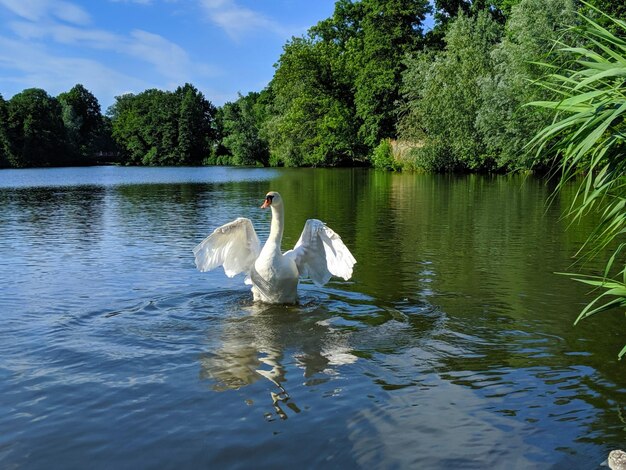 Photo le cygne flottant sur le lac