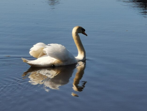 Le cygne flottant sur le lac