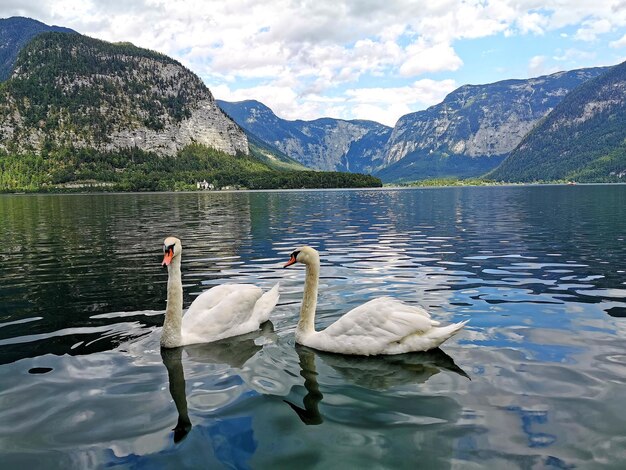 Photo le cygne flottant sur le lac