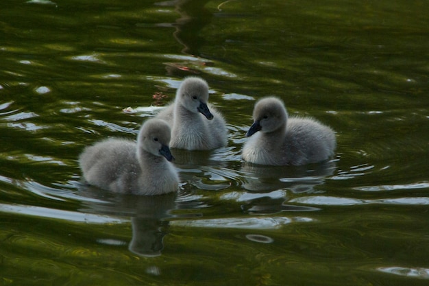 Photo le cygne flottant sur le lac